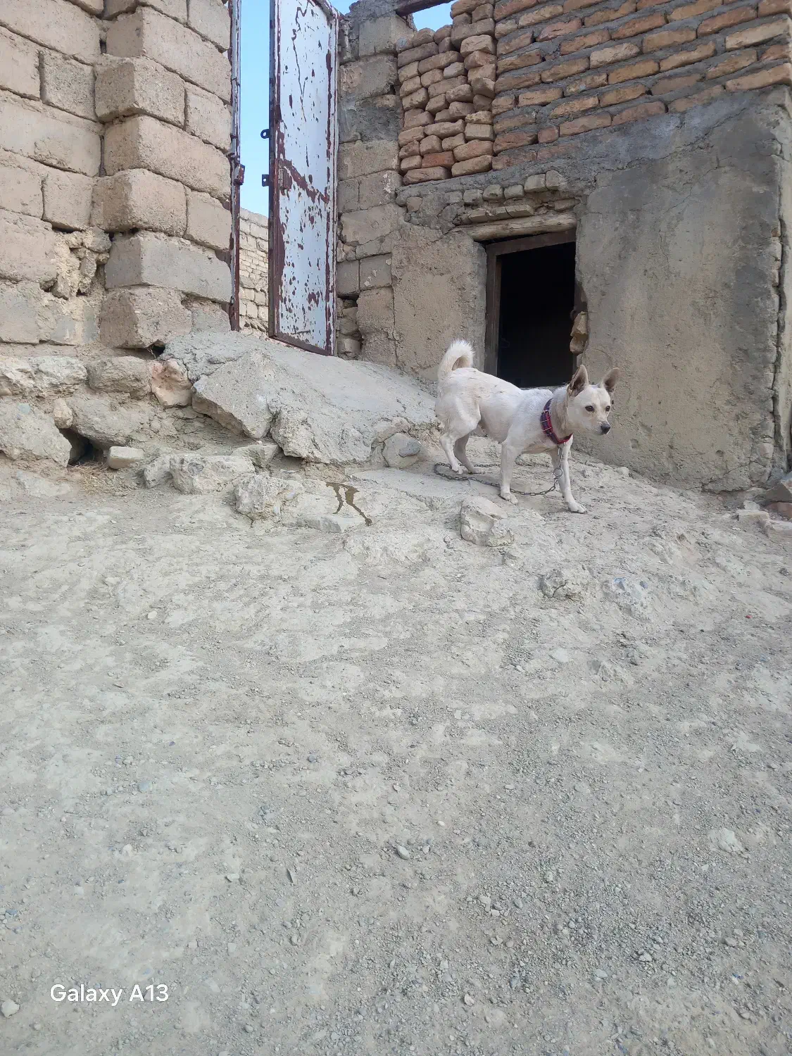 پاکوتاه فروشی ماده|سگ|تکاب, |دیوار