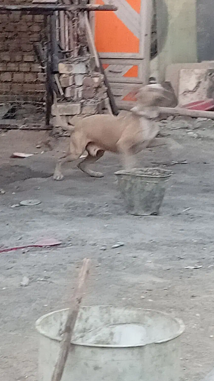 سگ پیت بول|سگ|کاشان, فاز ۲ ناجی آباد|دیوار