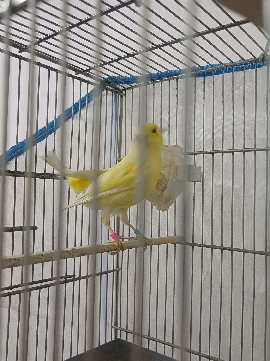 قناری معاوضه با عروس یا مرغ عشق|پرنده|کوهدشت, |دیوار