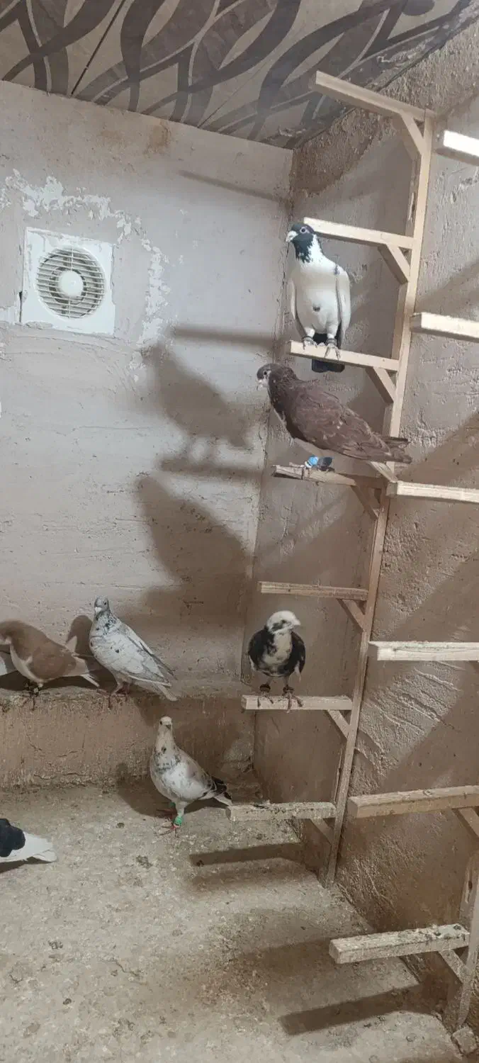 کبوتر رنگی|پرنده|اردکان, |دیوار