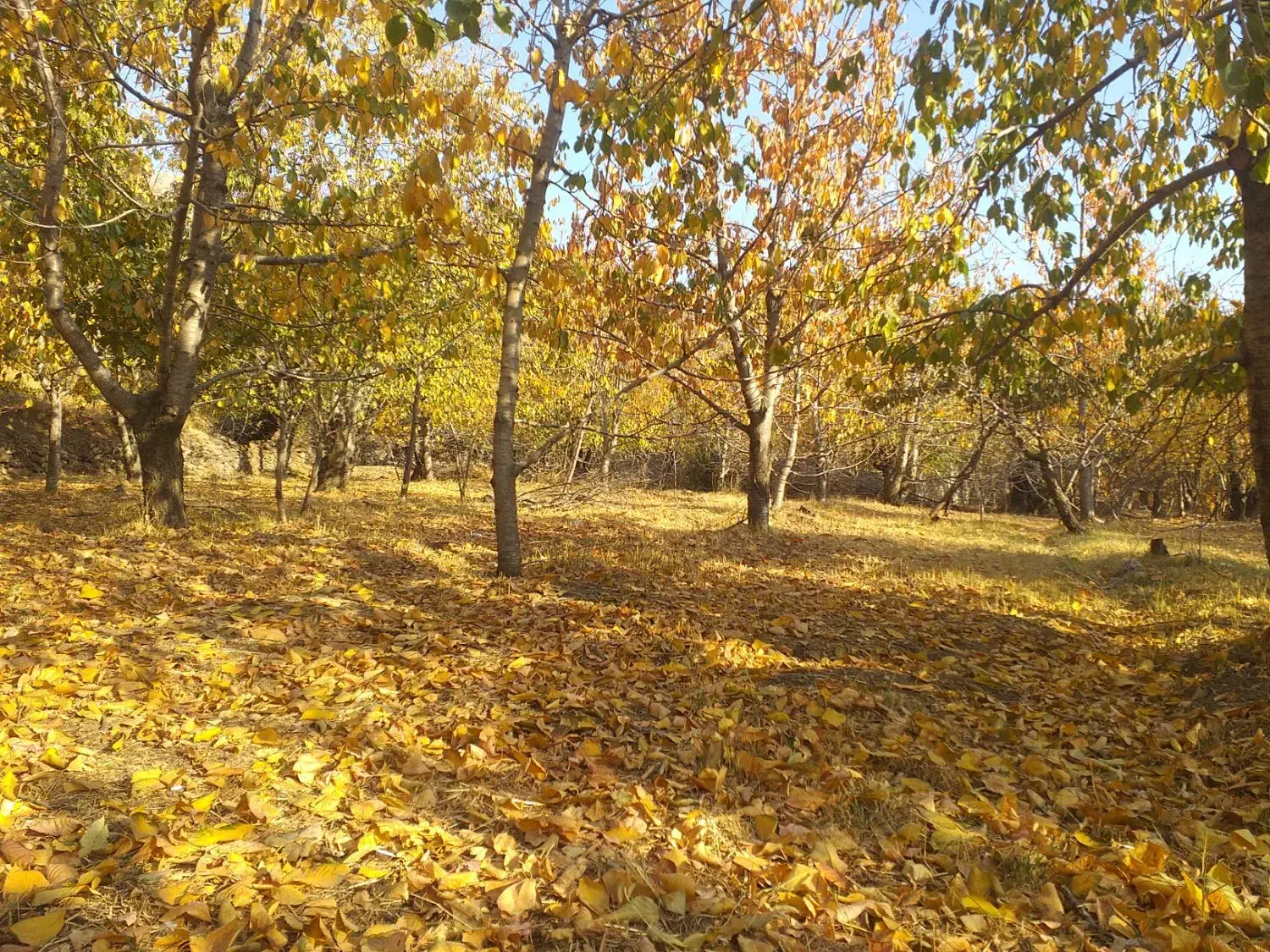 فروش زمین در لواسان کوچک روستایی کند|فروش زمین و ملک کلنگی|لواسان, |دیوار