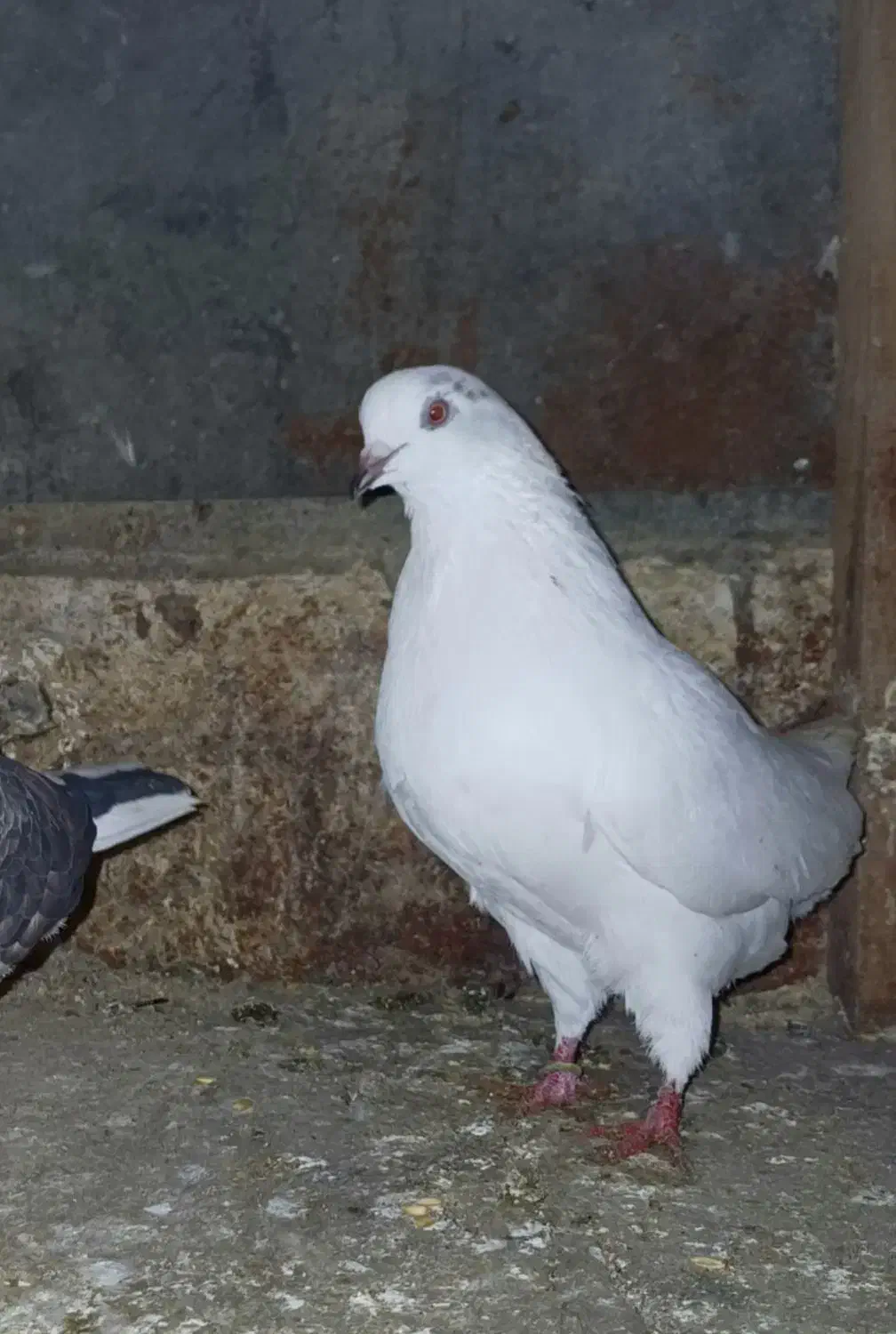 کبوتر سالم 150|پرنده|آستانه اشرفیه, |دیوار