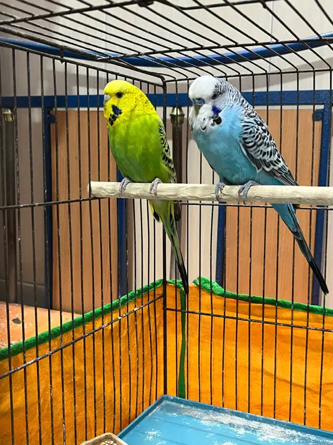 مرغ عشق انگلیسی|پرنده|سیرجان, |دیوار