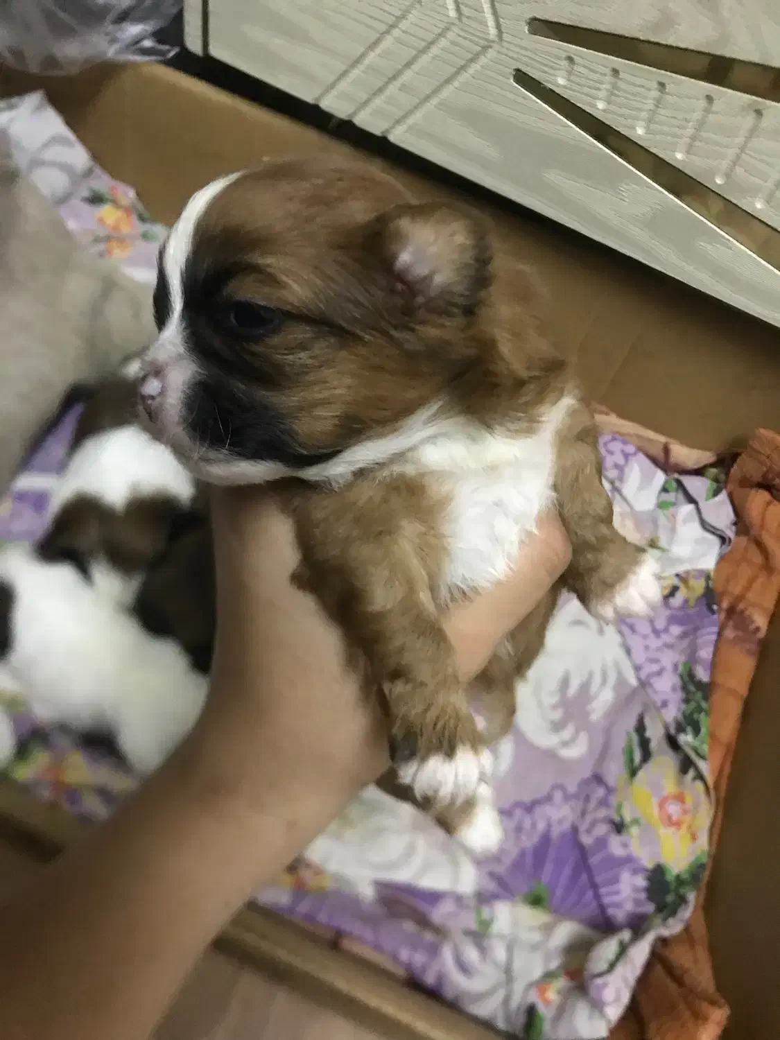 توله سگ شیتزو تریر|سگ|رشت, دیلمان|دیوار