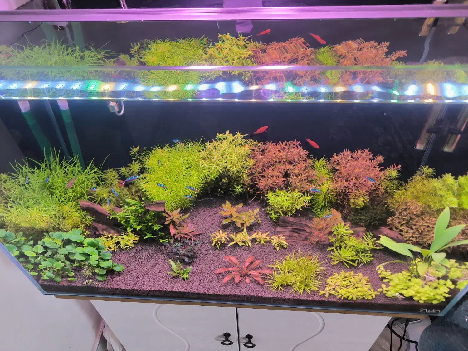 3 مدل نور آکواریوم پلنت|ماهی|شیراز, نشاط|دیوار