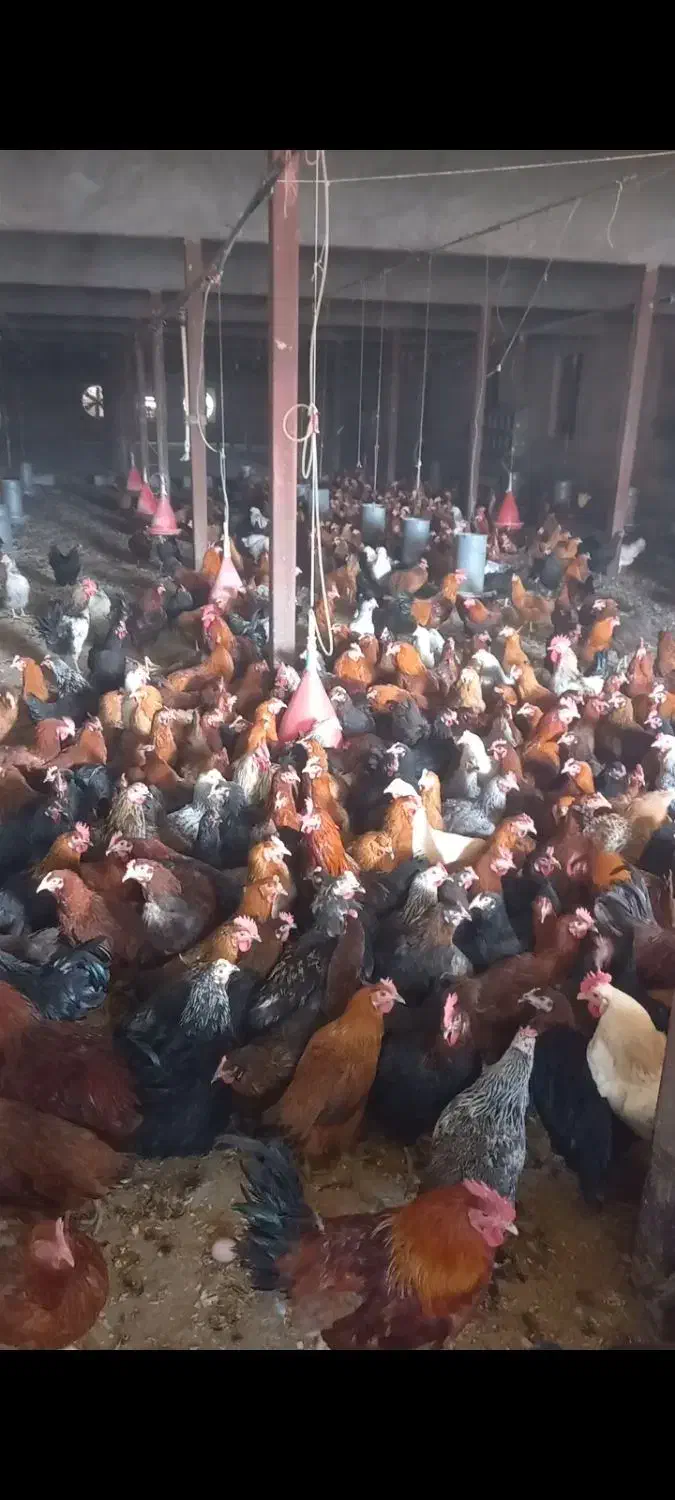 مرغ|حیوانات مزرعه|فلاورجان, |دیوار