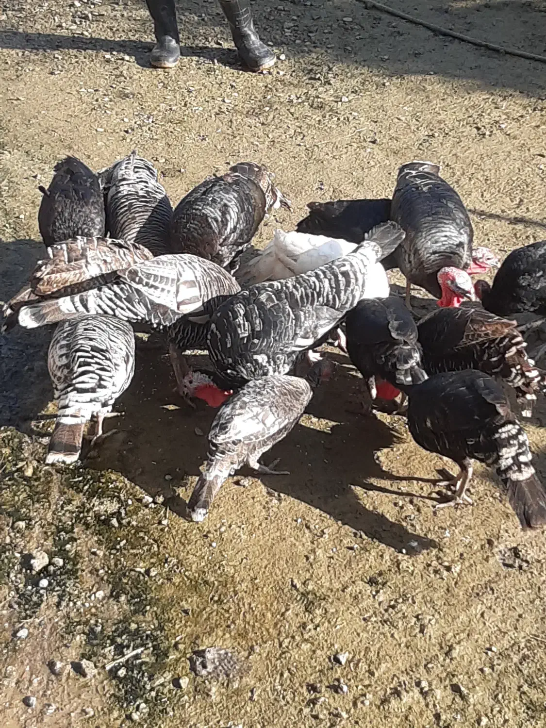 فروش بوقلمون محلی|حیوانات مزرعه|رحیمآباد, |دیوار