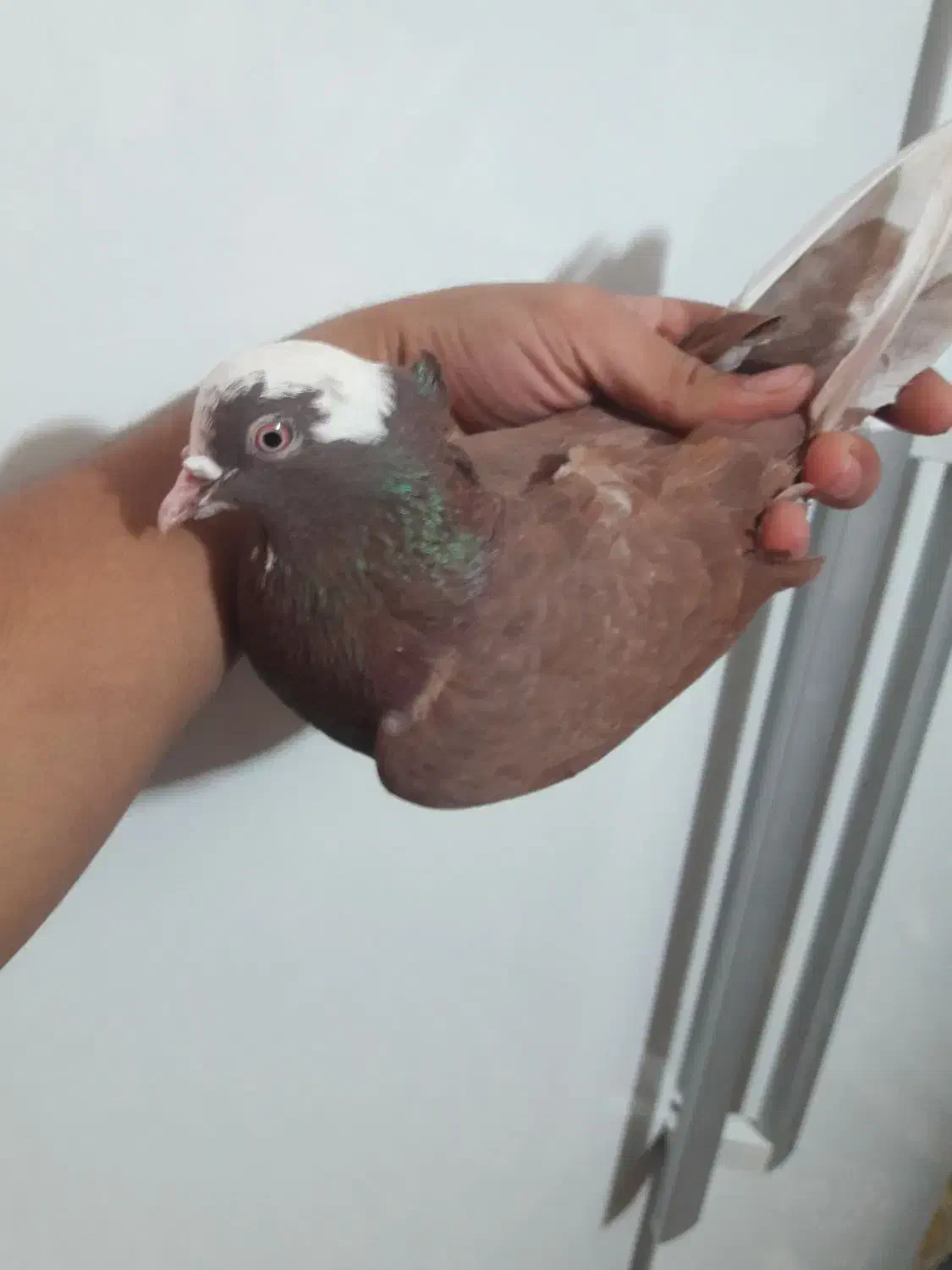 کفتر نر|پرنده|کوهدشت, |دیوار