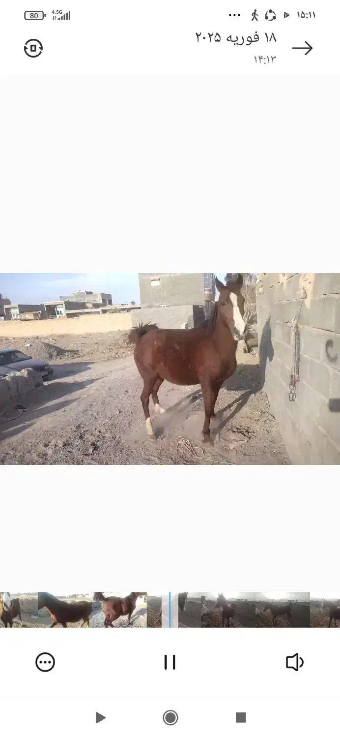 مادیان و کره|اسب و تجهیزات اسبسواری|اصفهان, بهارستان|دیوار