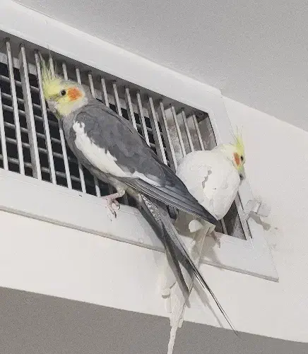 عروس هلندی|پرنده|گرمدره, |دیوار