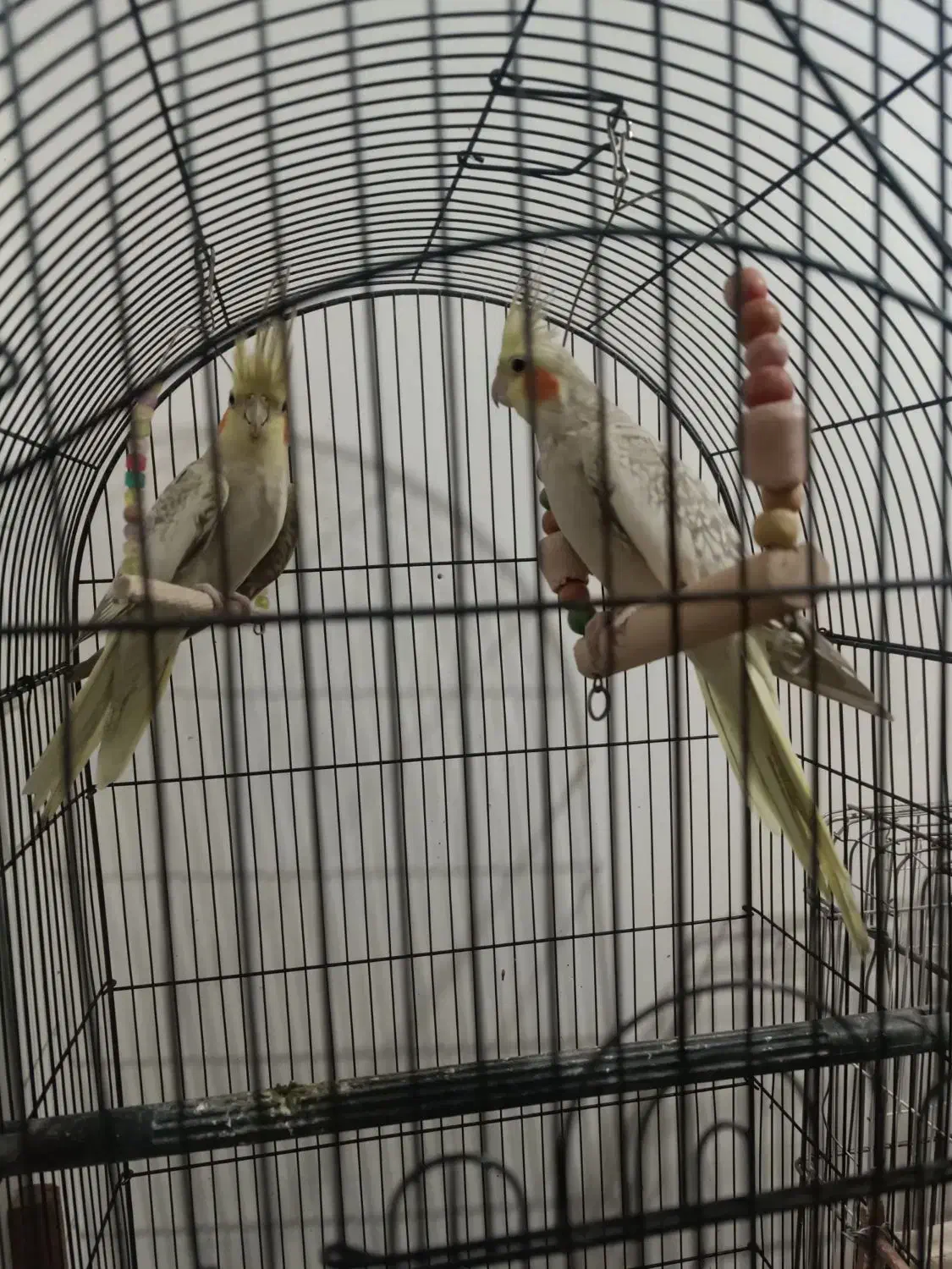 پرنده عروس هلندی طوطی مرغ عشق|پرنده|مشکیندشت, |دیوار