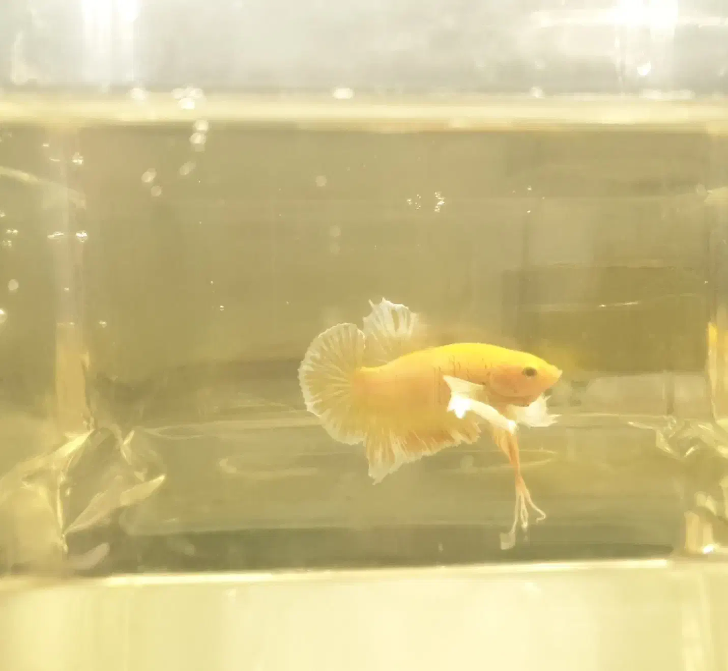 فایتر پلاکت دامبو گلد|ماهی|تهران, قیطریه|دیوار