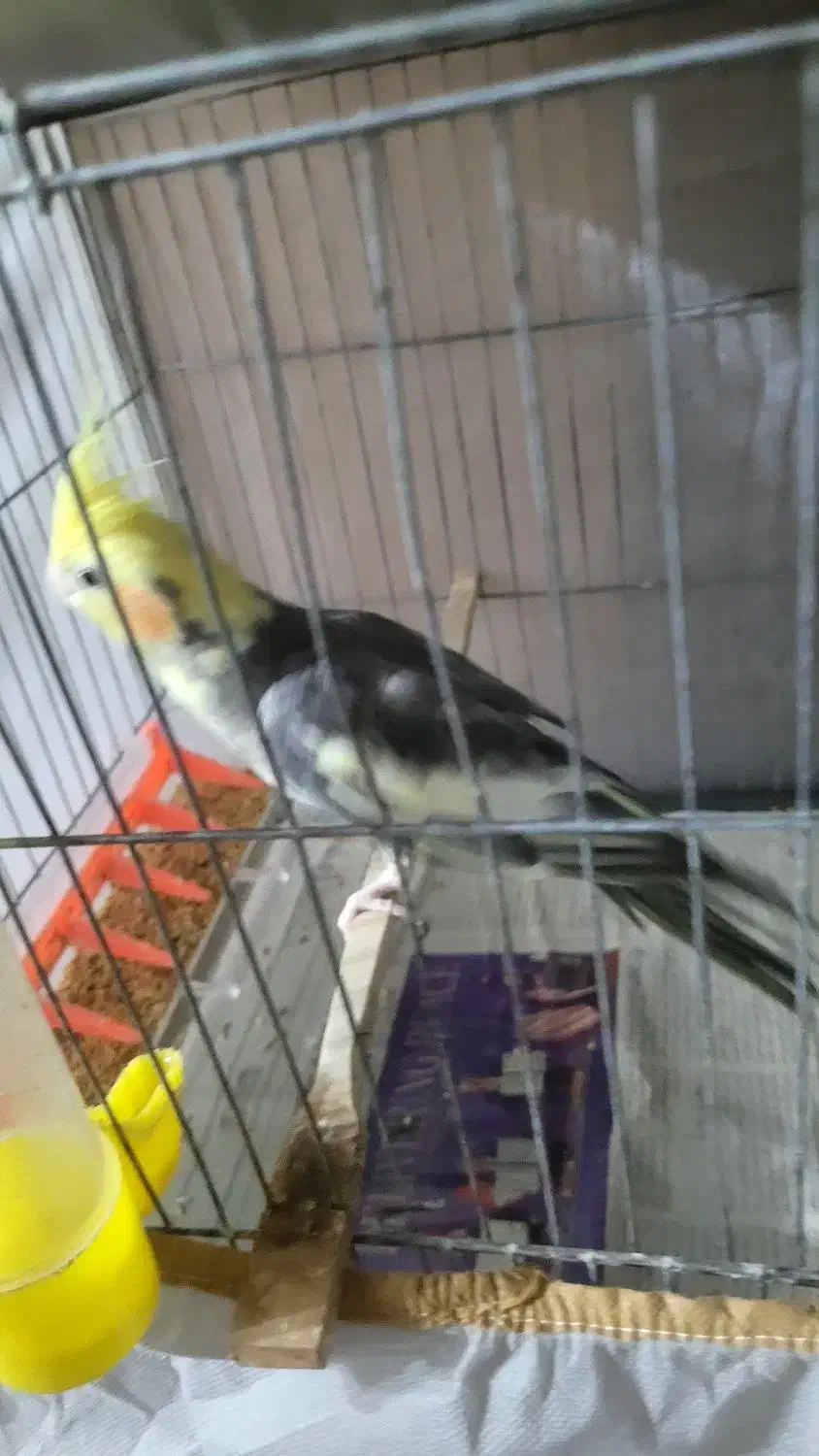 فروشی۲عدد|پرنده|رشت, پاره بیجار|دیوار