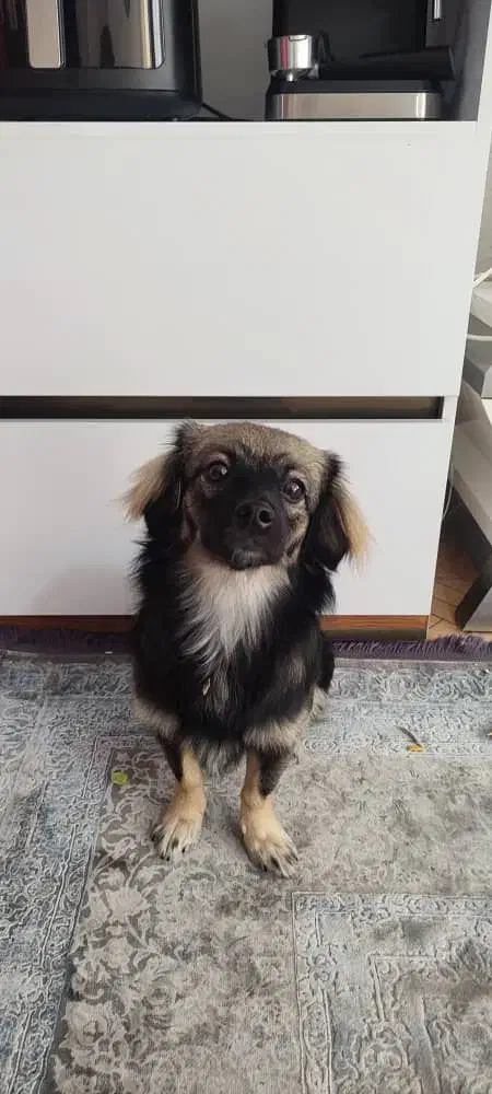 واگذاری سگ|سگ|شاهین‌شهر, خانه کارگر|دیوار