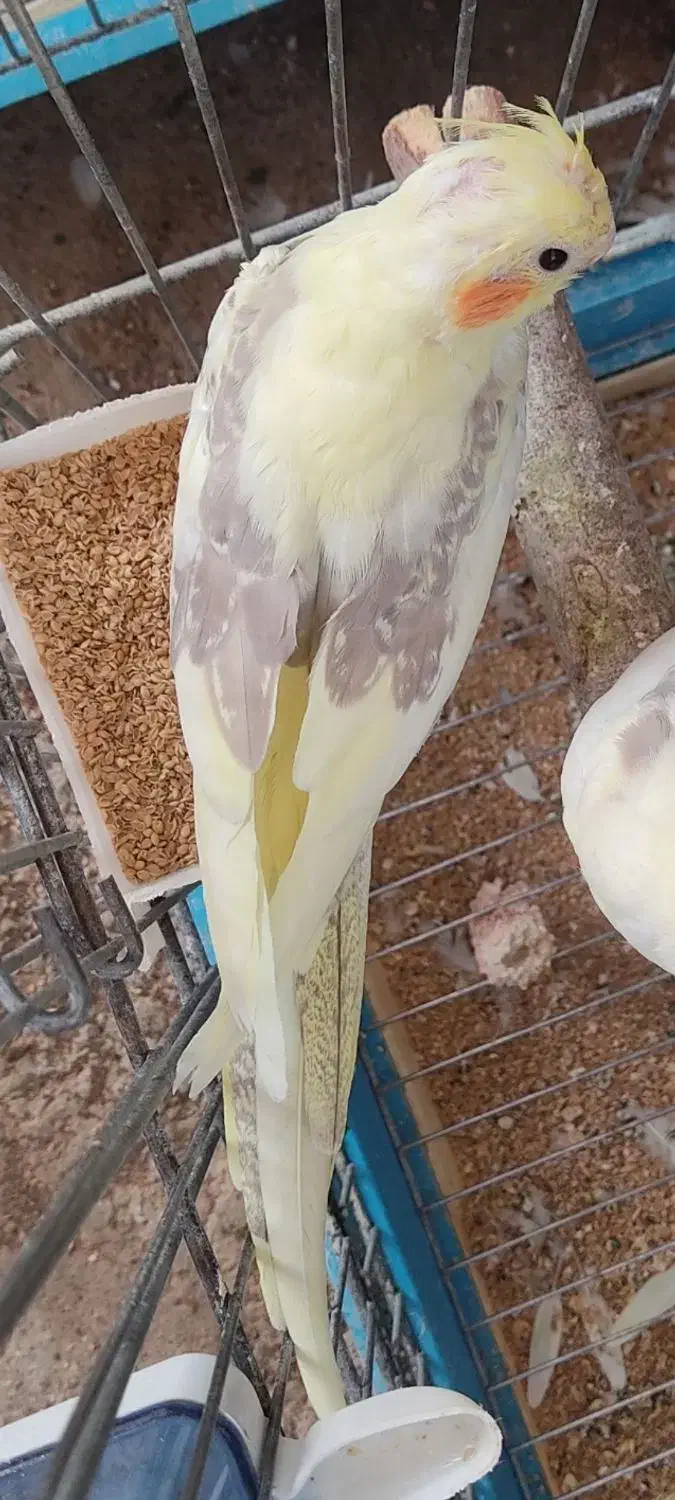 فروش عروس هلندی دوکت زعفرونی بالغ و آماده|پرنده|شیراز, شهرک استقلال|دیوار