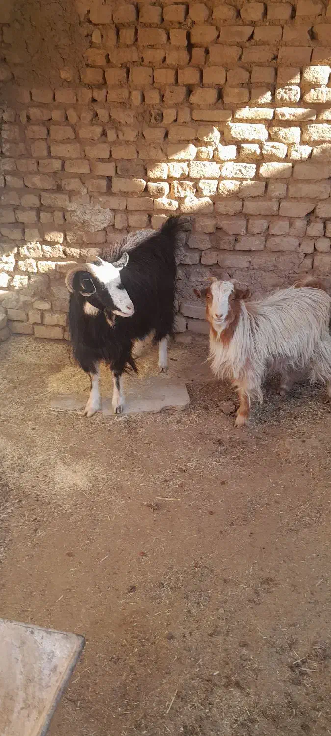 دو راس بز  یکیش آبستن سنگین|حیوانات مزرعه|زرندیه, |دیوار