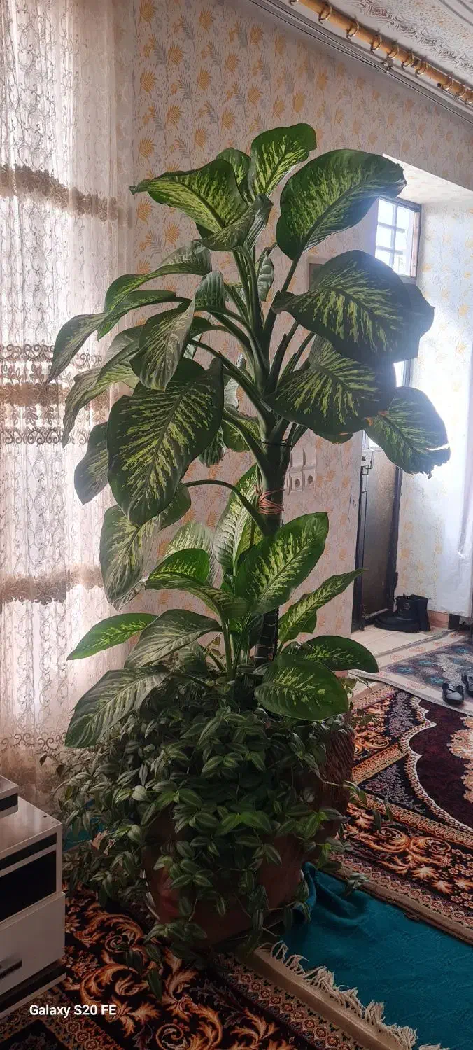 گل دیفن|گل و گیاه طبیعی|کارزان, |دیوار