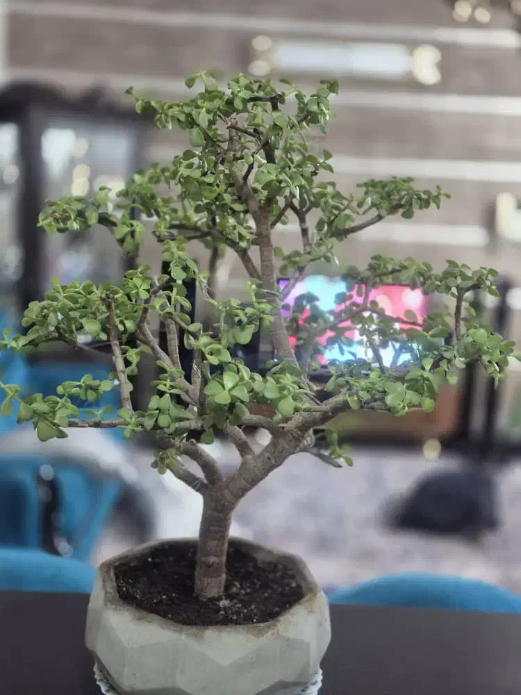 بونسای جید|گل و گیاه طبیعی|تهران, خاوران|دیوار