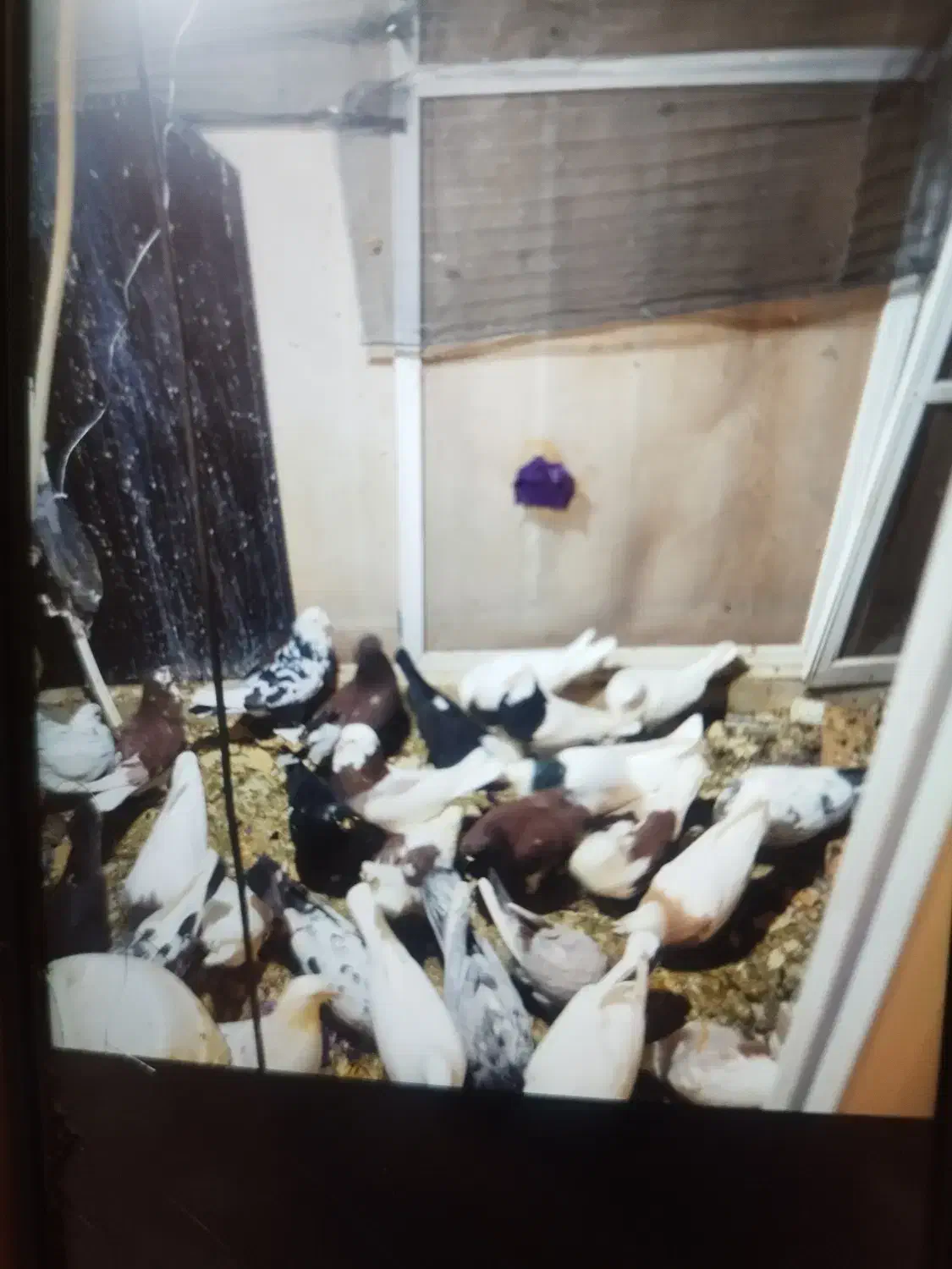 کفتر فروشی تعداد زیاد همه جوجه هستن|پرنده|پرند, فاز ۶|دیوار