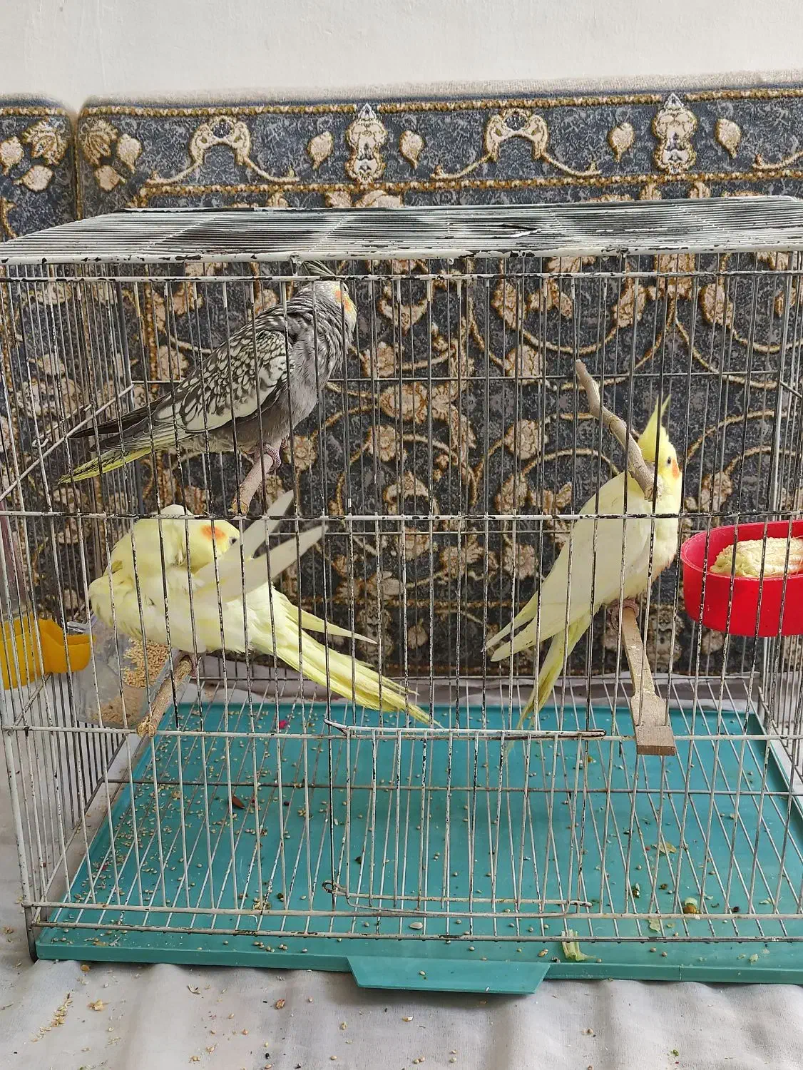 جوجه دانخور2ماهه عروس هلندی شاه تخم سالم و سرحال|پرنده|اسلامآباد غرب, |دیوار