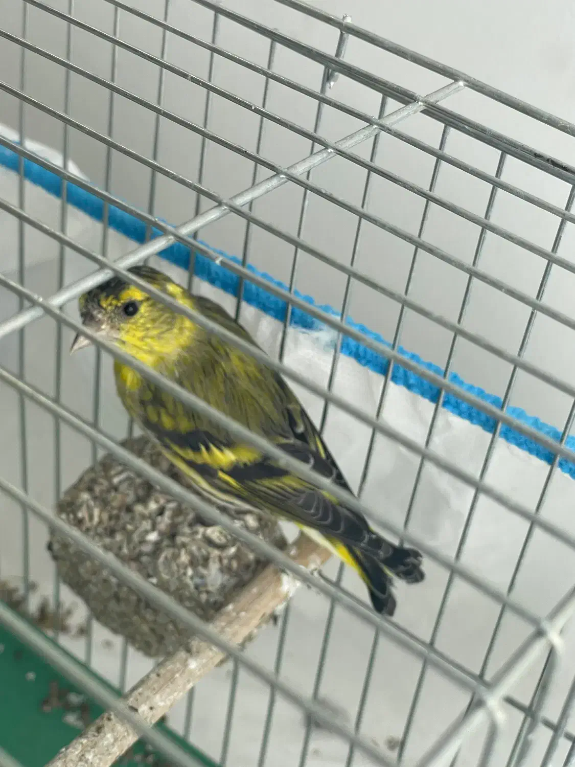 سهره نر با قفس ولوازم|پرنده|دماوند, دماوند|دیوار