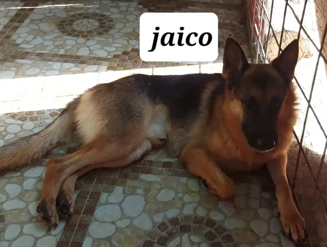 سگ شکاری ژرمن|سگ|مسجد سلیمان, |دیوار