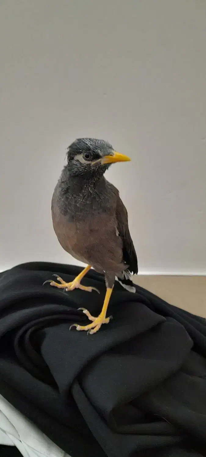 مرغ مینا سخنگو|پرنده|قم, چهل درخت‎|دیوار