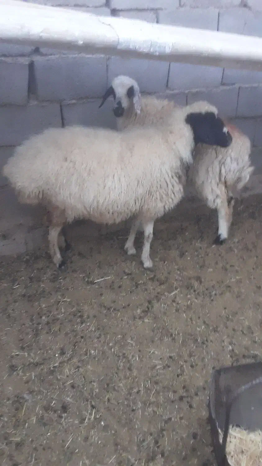 یک.کابر|حیوانات مزرعه|قائن, |دیوار