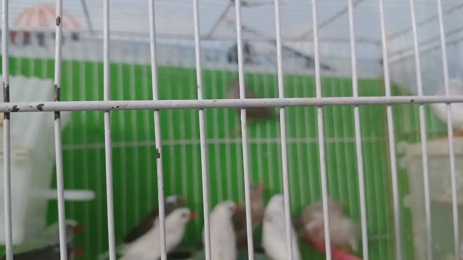 فنچ بالغ وجوجه|پرنده|فردوس (خراسان), |دیوار