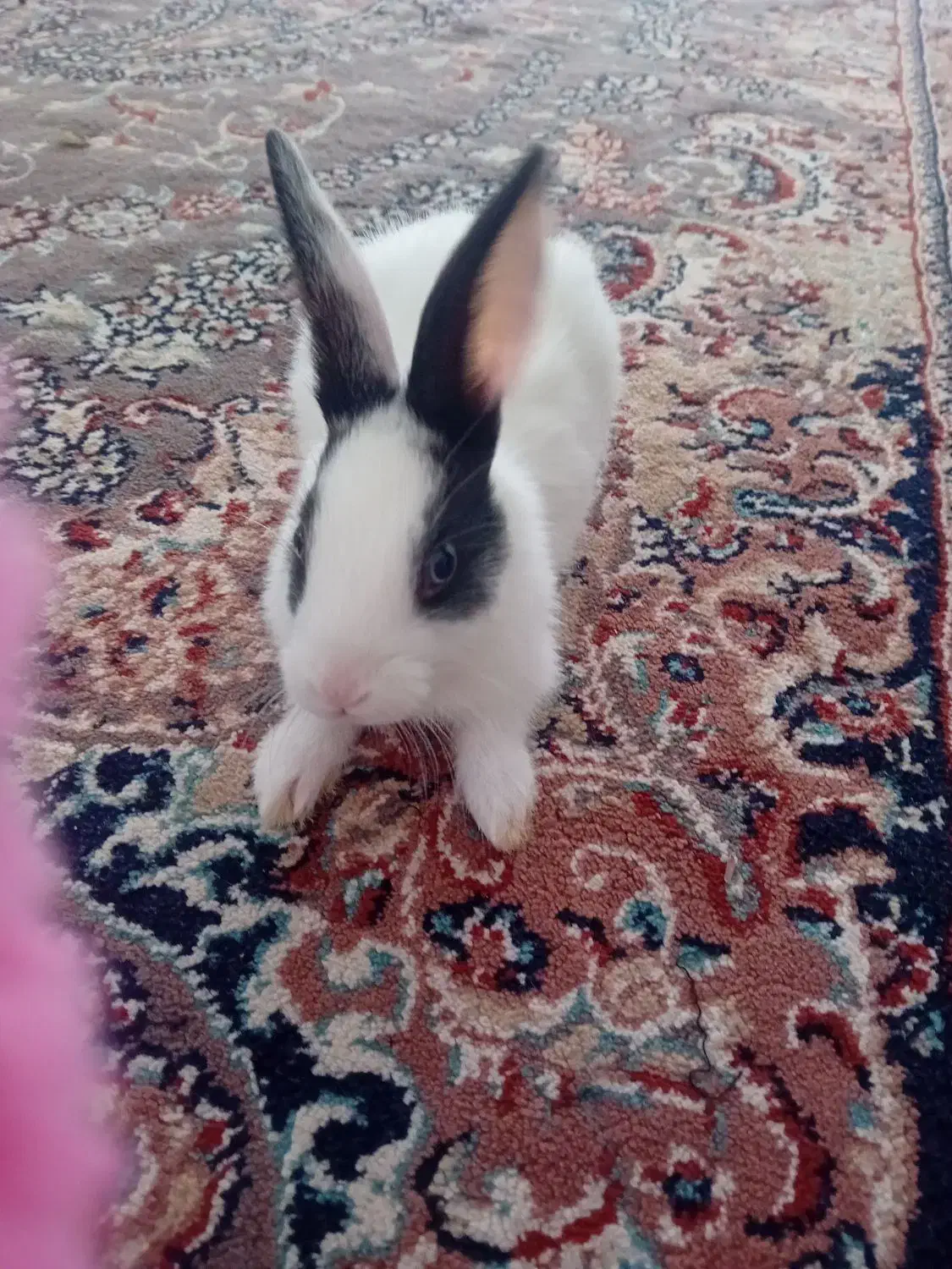 خرگوش خانگی|موش و خرگوش|نورآباد, |دیوار