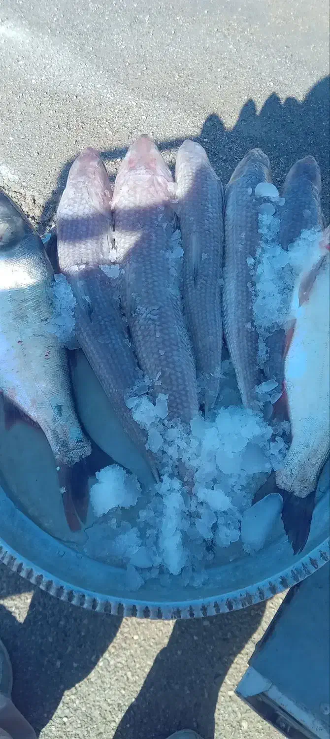 ماهی شوریده|خوردنی و آشامیدنی|مسجد سلیمان, |دیوار