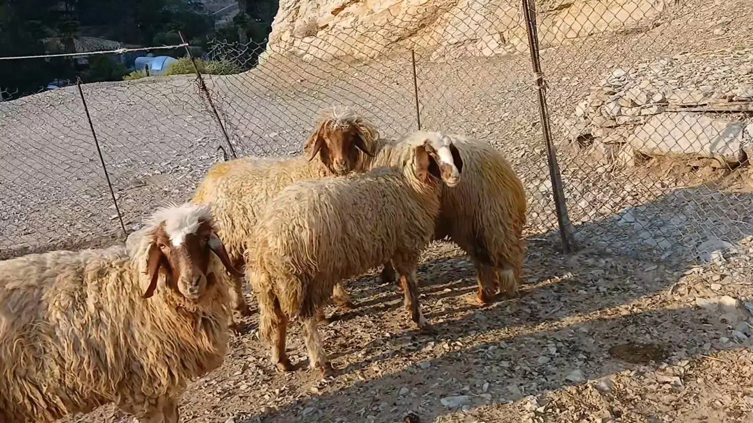 فروش چهار رآس شیشک هم داشتی هم برای قصابی|حیوانات مزرعه|آبدانان, |دیوار