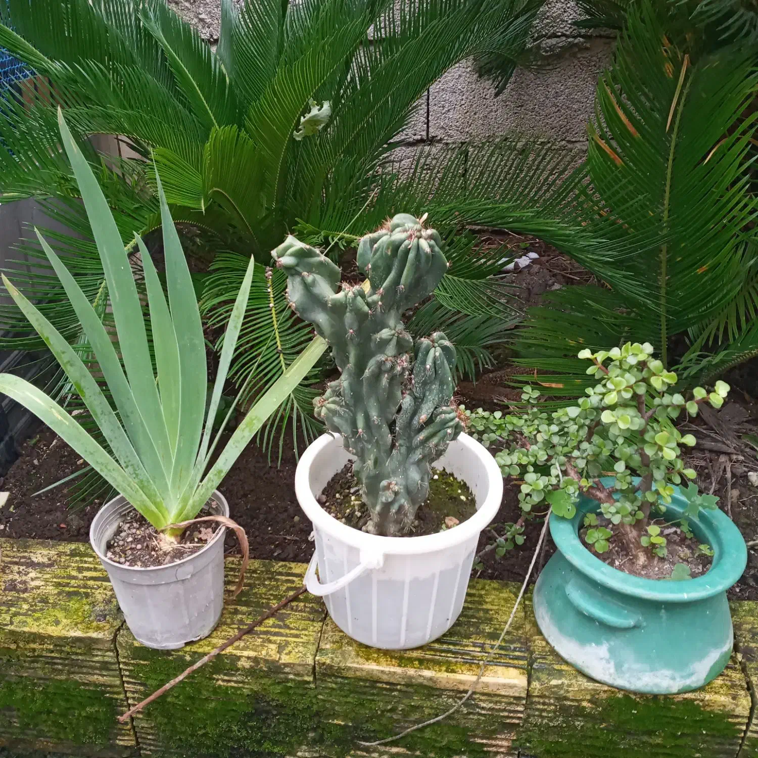 فروش فوری گل وگیاه|گل و گیاه طبیعی|بندر انزلی, نامجو|دیوار