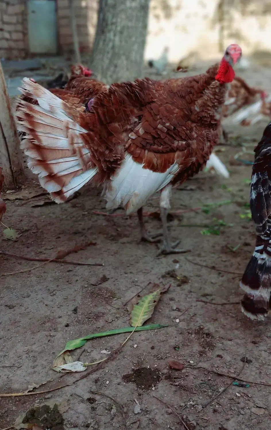 گله بوقلمون نر|حیوانات مزرعه|ابهر, |دیوار