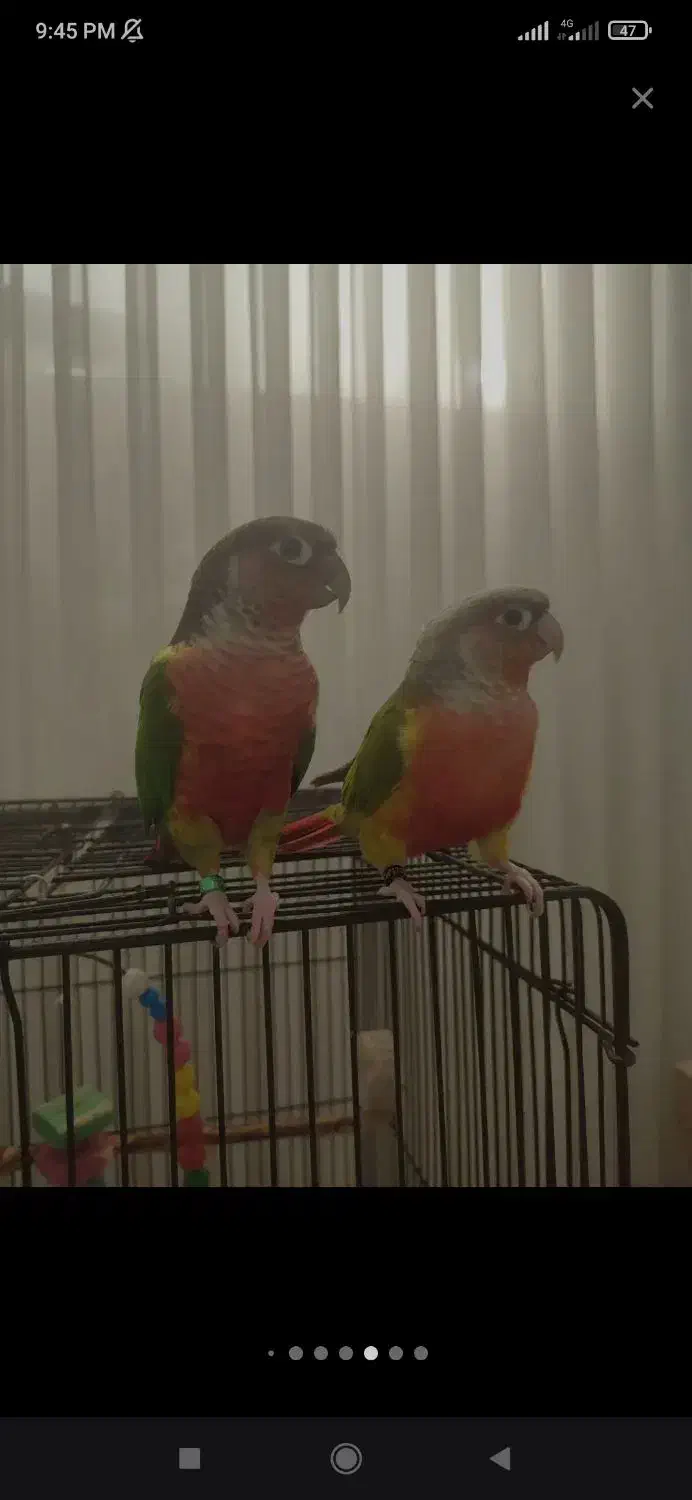 گرینچیک و عروس|پرنده|ساری, |دیوار