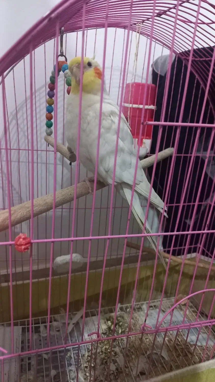 فروش عروس هلندی|پرنده|گنبد کاووس, |دیوار