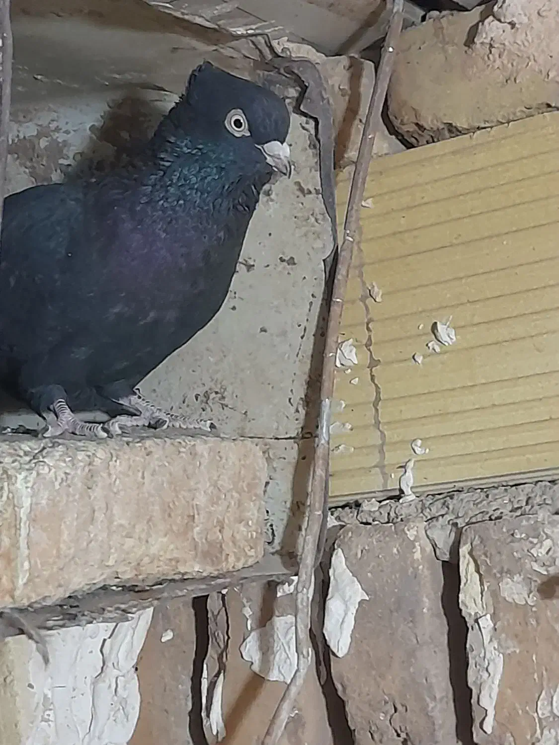 کبوتر فروشی|پرنده|اشکذر, |دیوار