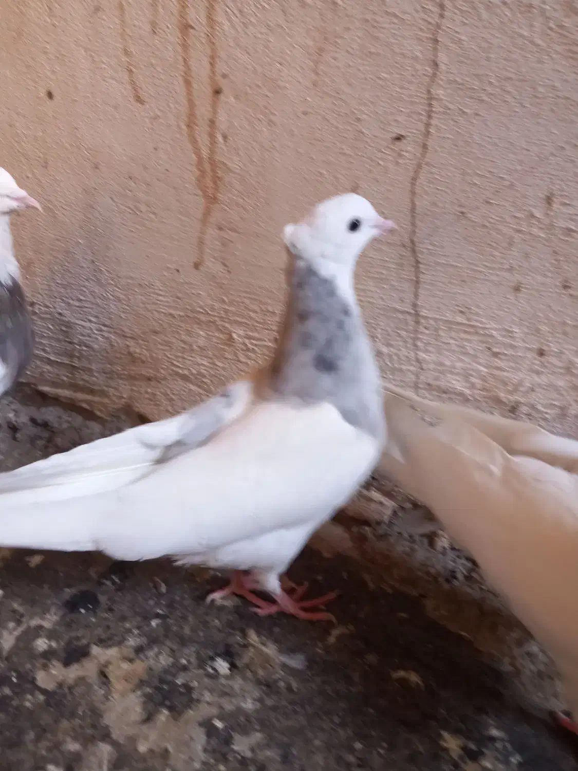 دو عدد طوقی حسابی|پرنده|قم, حاج زینل|دیوار