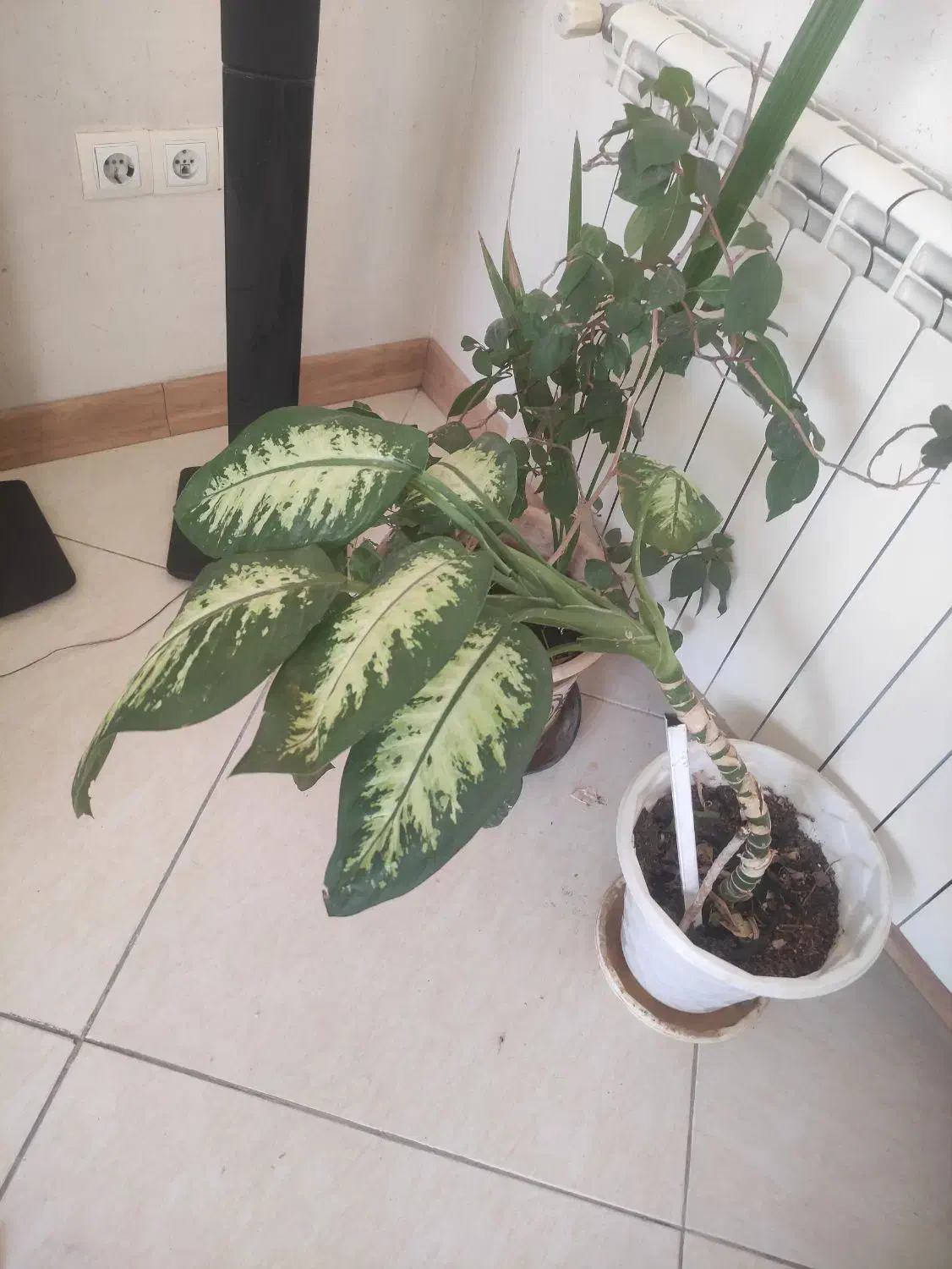 انواع گل و گیاه|گل و گیاه طبیعی|اصفهان, طامه|دیوار