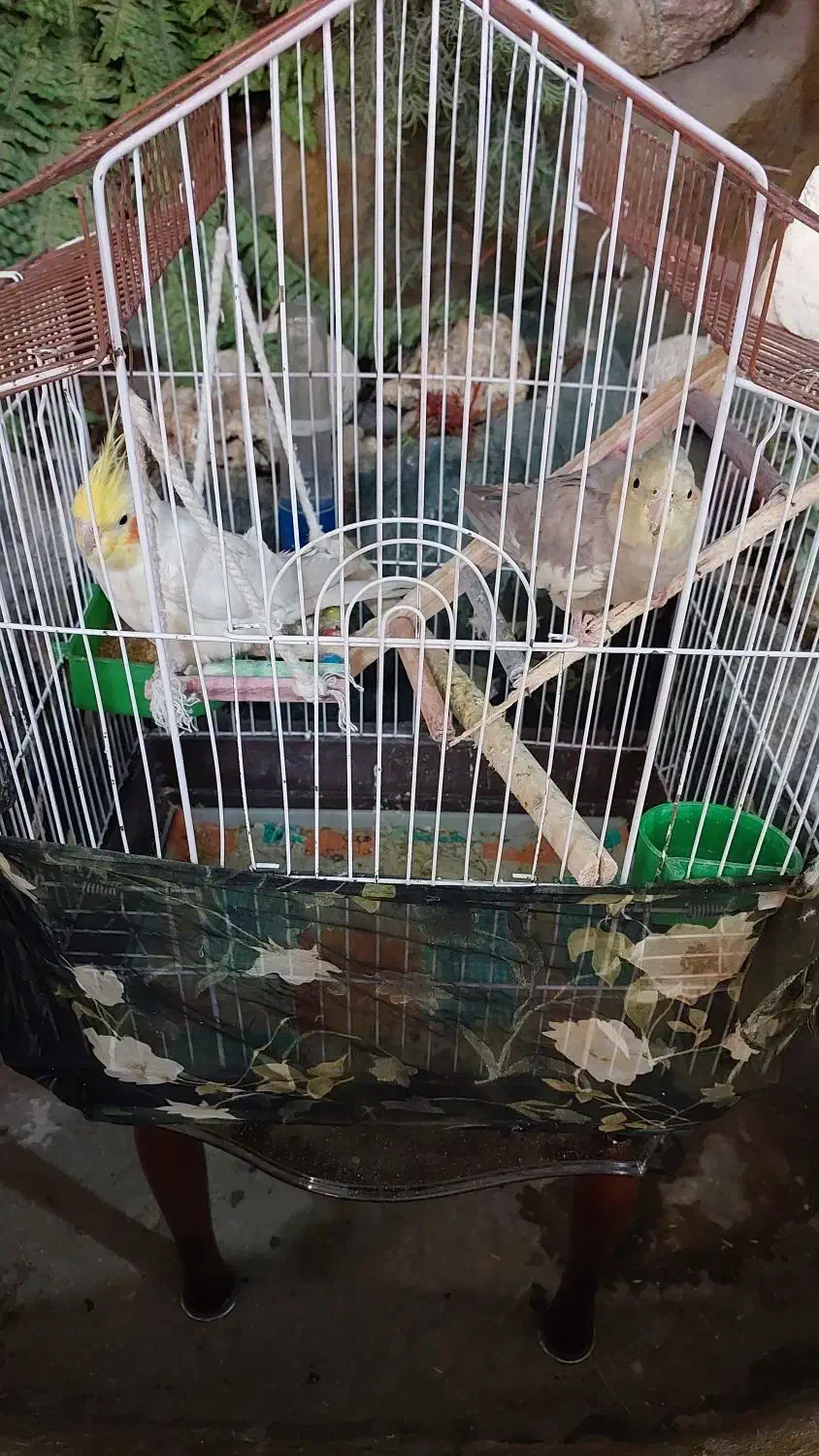 عروس هلندی|پرنده|قدس, شهرقدس|دیوار