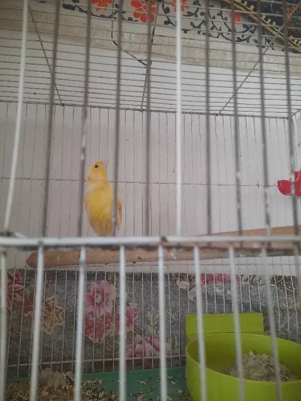 قناری ماده|پرنده|سبزوار, توحیدشهر|دیوار