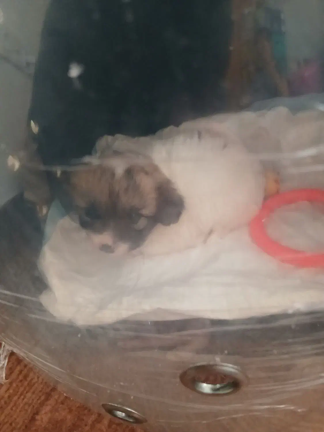 سگ جیبی پنج .۵ فروش فوری|سگ|بندر انزلی, سامانسر|دیوار