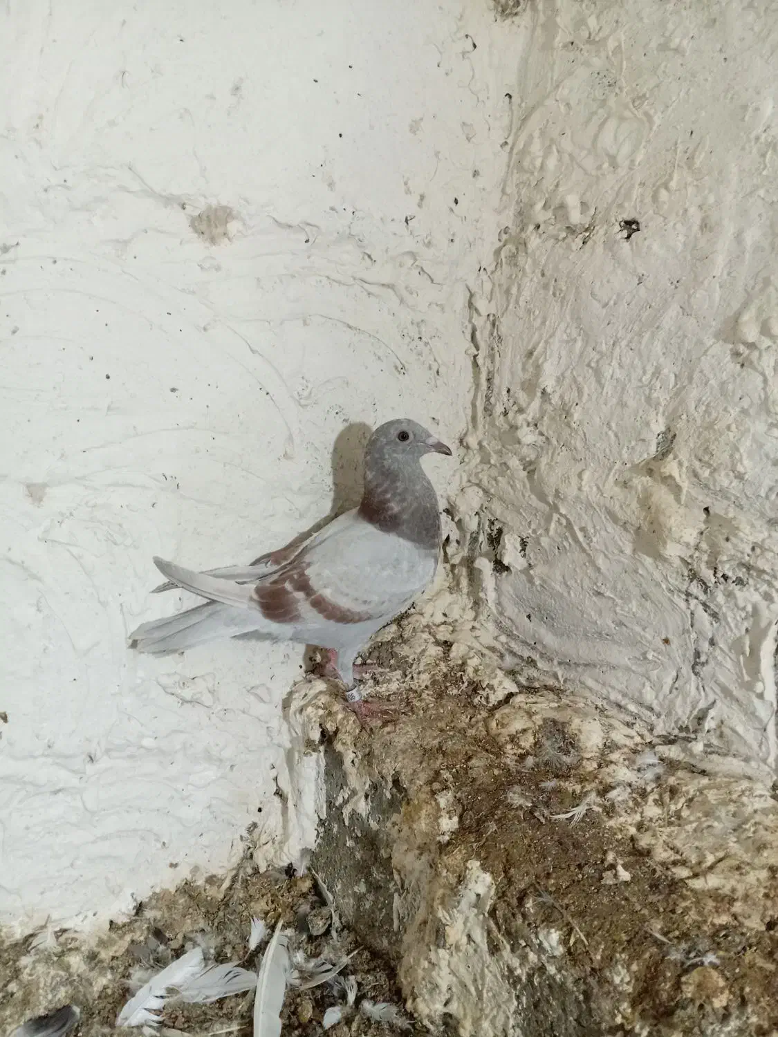 پرنده|اشیا|برازجان, |دیوار