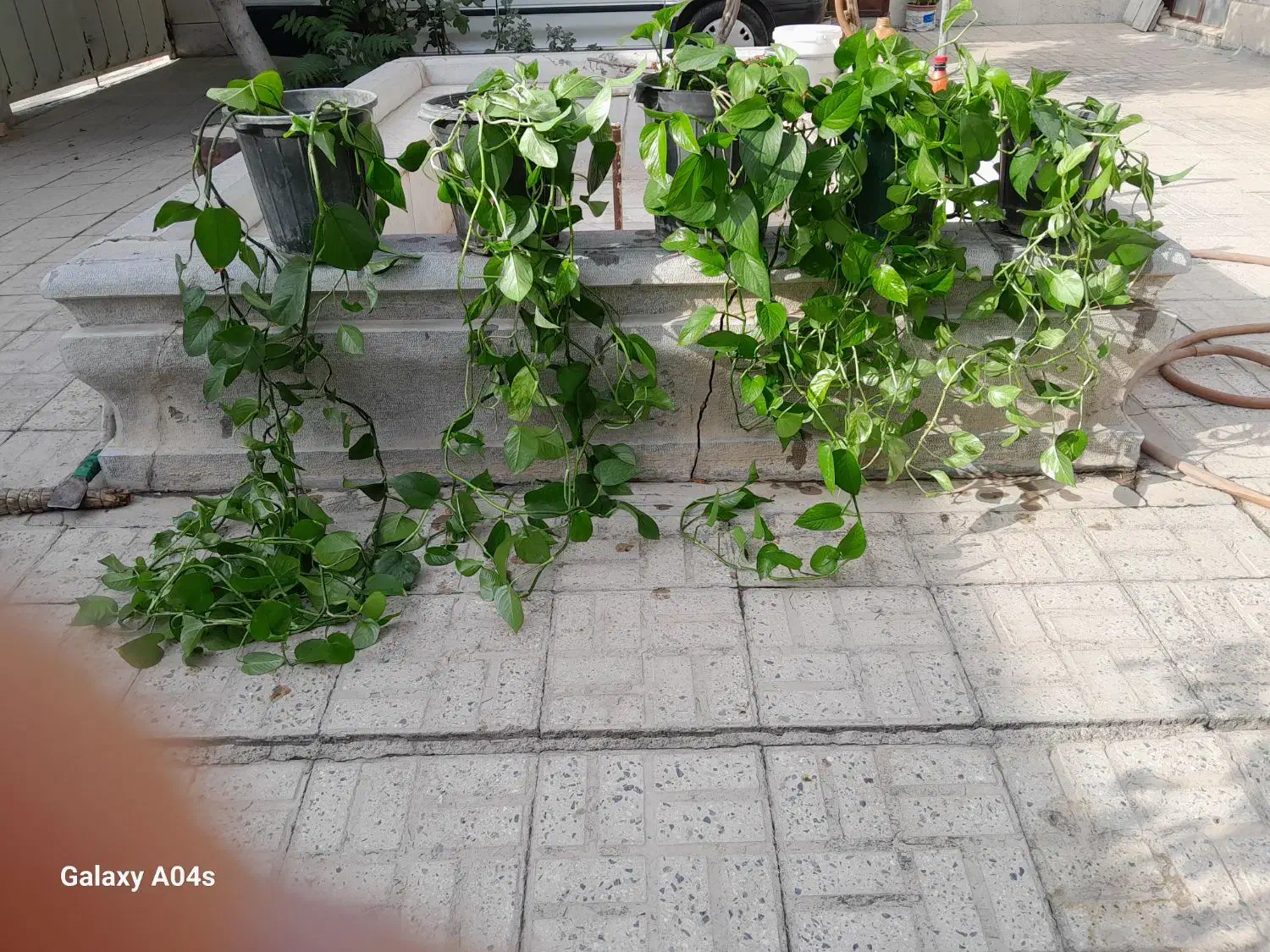 کلها سرسبز وطبیعی و سالم|گل و گیاه طبیعی|اصفهان, بوستان ناژوان|دیوار