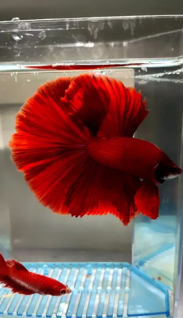 ماهی فایتر خاص|ماهی|اهواز, زیباشهر|دیوار