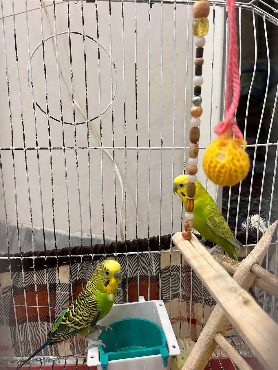 یه جفت مرغ عشق سالم 1 ساله|پرنده|کاشان, جمال آباد|دیوار