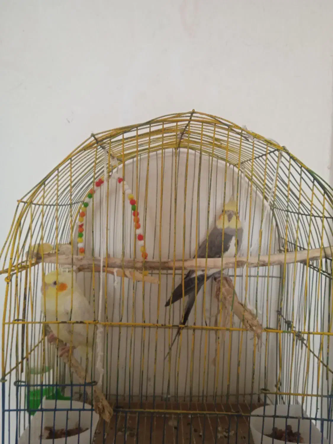 عروس هلندی|پرنده|مینودشت, |دیوار