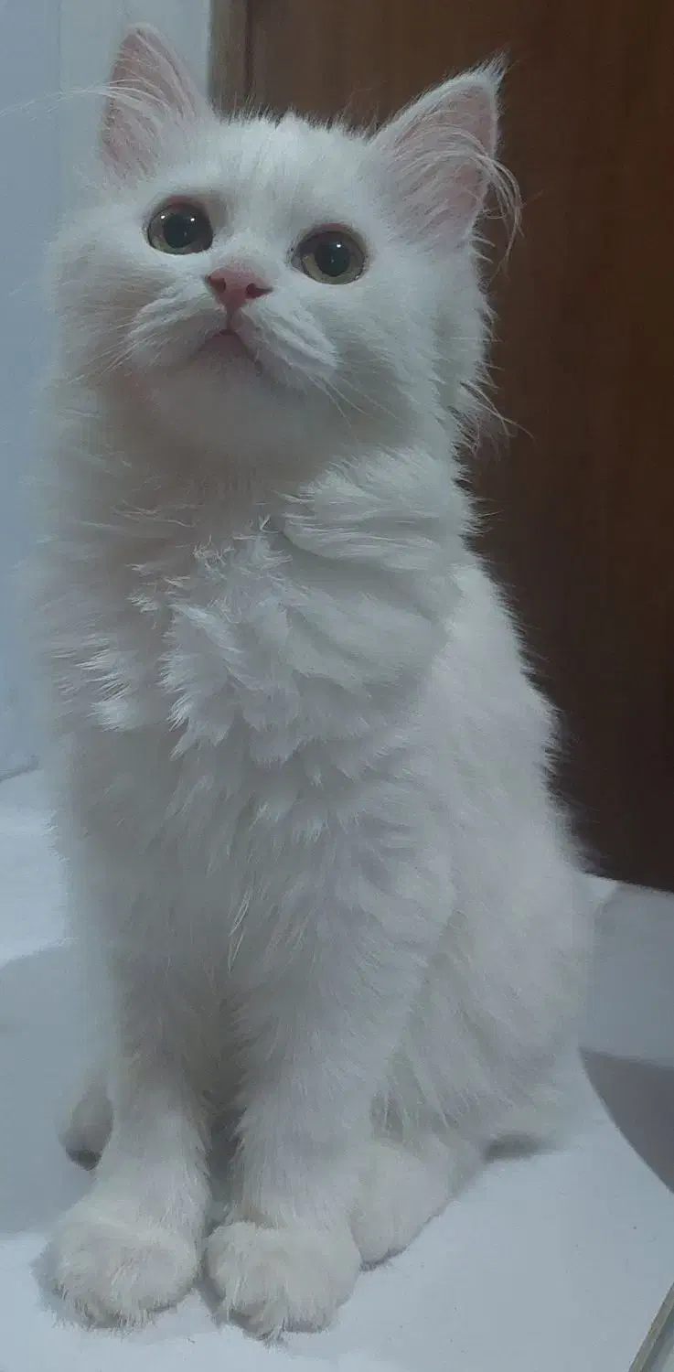 فروش ویژه گربه سفید نژاد دار|گربه|بابل, |دیوار