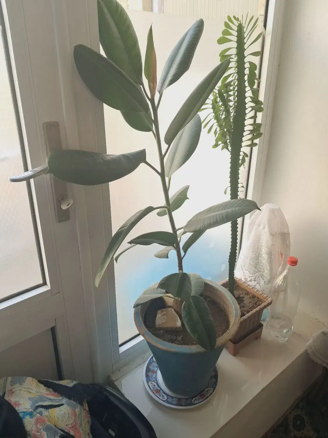 گل فیکوس|گل و گیاه طبیعی|خوی, |دیوار