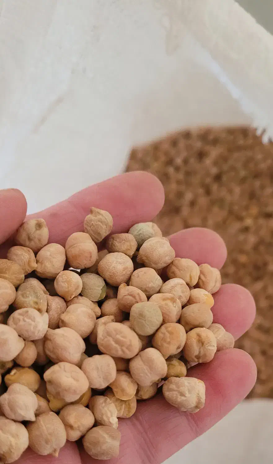 نخودآبگوشتی بهاره محلی کرمانشاه زودپزوبسیارخوش طعم|خوردنی و آشامیدنی|سرپل ذهاب, |دیوار